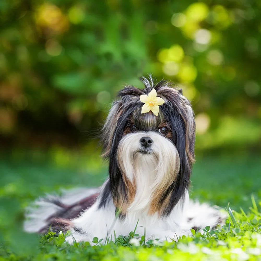 100pcs Cute Lace Dog Puppy Hair Bows Rubber Bands Small Dog Hair Accessories For Dogs Pets Grooming Products Pet Supplies